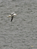 Ring-billed Gull
